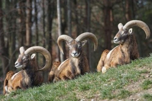 Featured Image Of Three Seated Rams Near A Forest Setting.