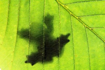 photocredit/thanks:Kranich17/pixabay